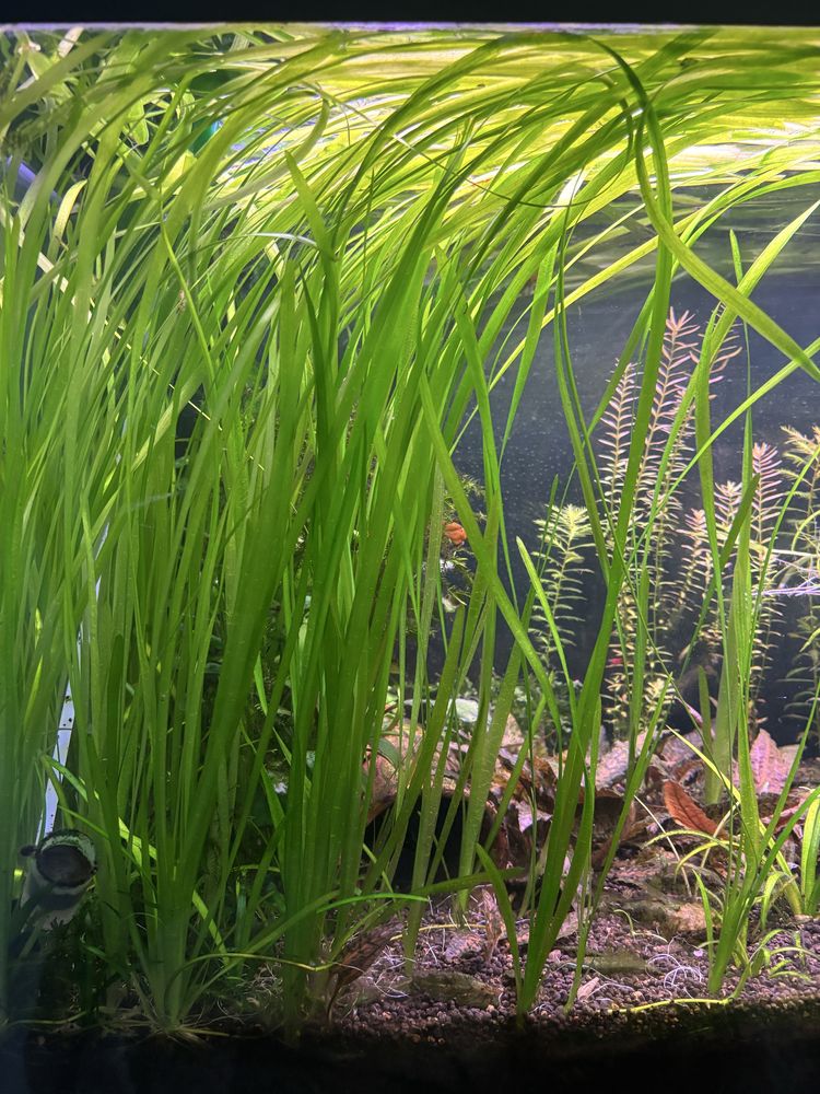 Nurzaniec - Vallisneria