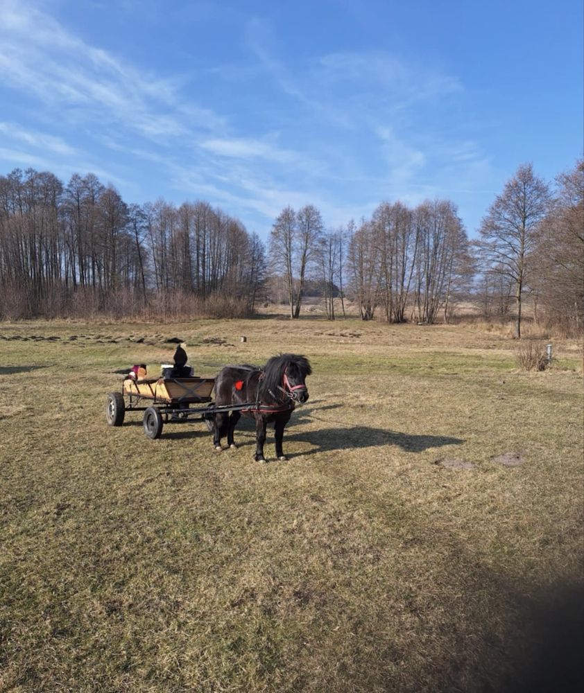 Sprzedam kuca siodlo/bryczka