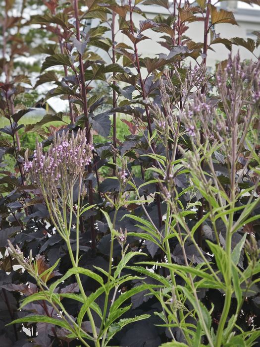 Вербена списовидна(hastata), бонарська, каламінта