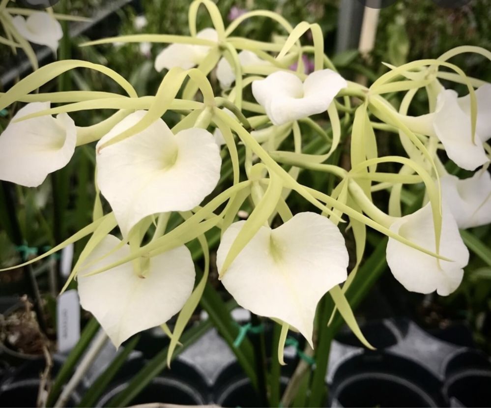 Орхидея. Брассавола. Brassavola Little Stars.