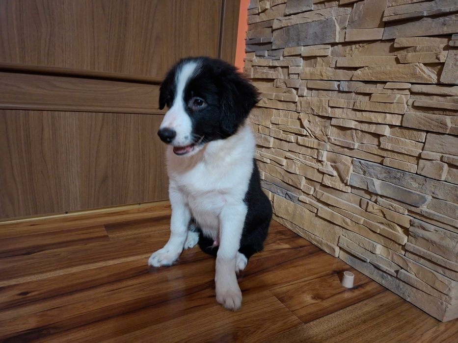 Border Collie piękny szczeniak piesek czarno - biały:-) cud natury