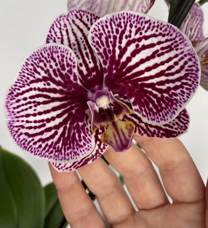 Орхидея фаленопсис, рельефный рисунок
