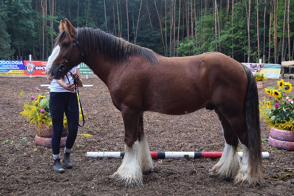 Gypsy Cob/ Irish Cob/ Tinker Incognito Dancing Star „Denver”