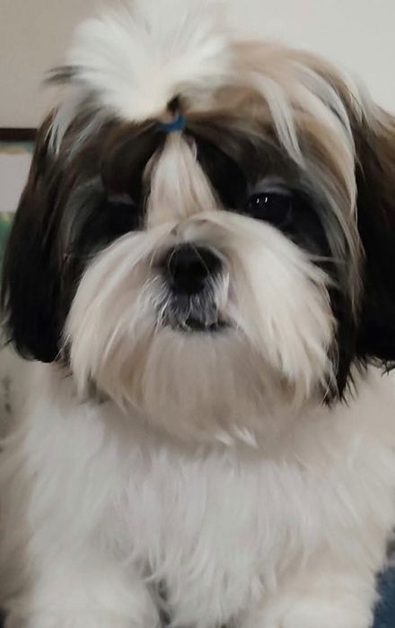 Продаю собачок породи ши-тцу