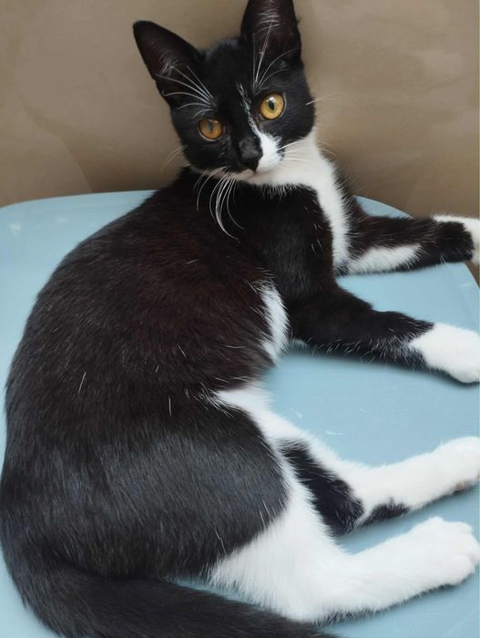 Uroczy kotek Lilo szuka domu! Otwart, kontaktowy, przemiły