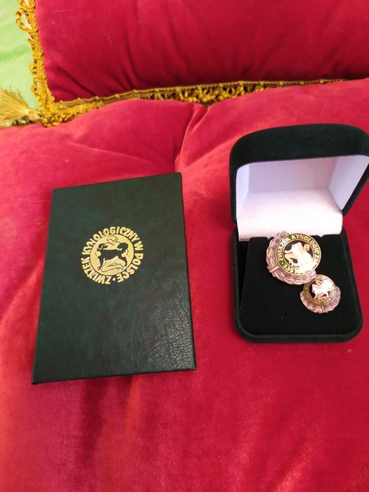 Cudownej urody suczka z metryką ZkwP/FCI Biewer Yorkshire terrier.