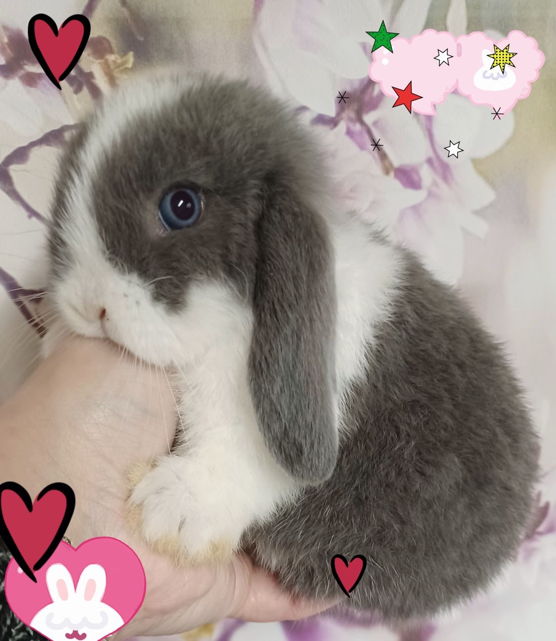 Kroliczki mini lop miniaturka hodowla zarejestrowana