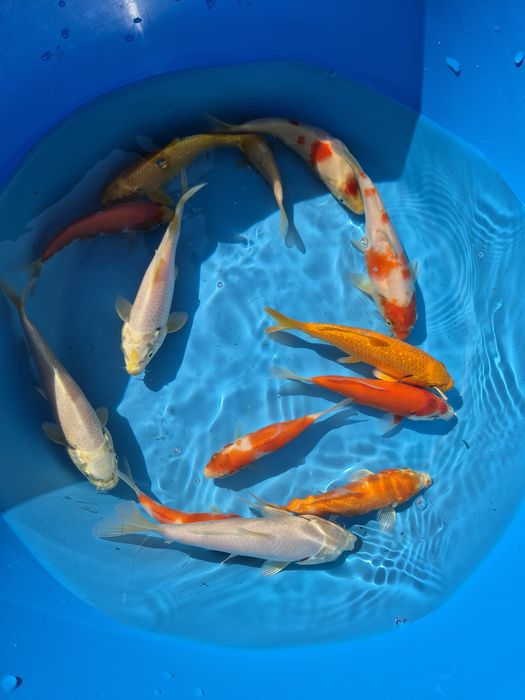 Carpas koi 12/16cm