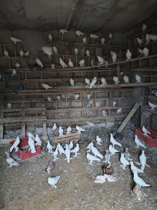 Sprzedam gołębie chowowla własna.