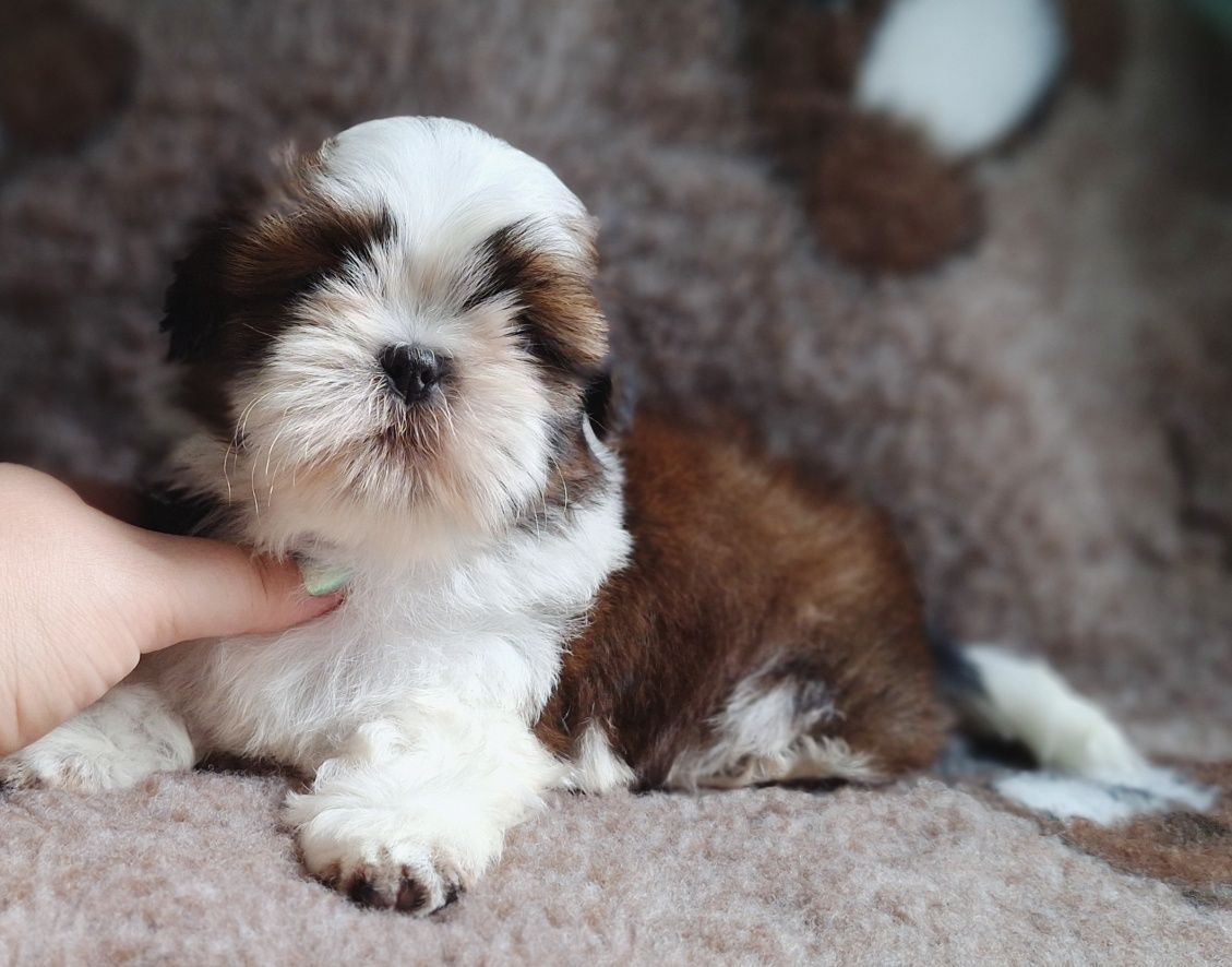 Piękny chłopiec biało-czerwony Shih Tzu z rodowodem - zapraszamy