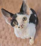 Devon rex wyjątkowy kocurek