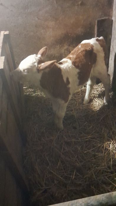 Szprzedam byczka rasy simental