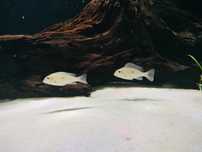 Geophagus wuinmilleri  juvenis