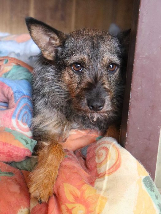 Pilne!Młoda, mała, nieśmiała suczka szuka dobrego domu