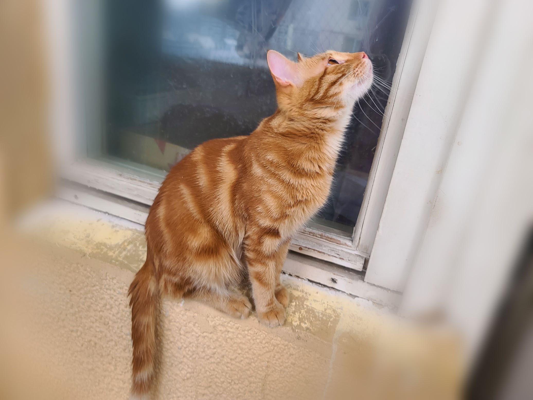 Озорник Гучи! 2 года(кот, кошка, котёнок, рыжий)