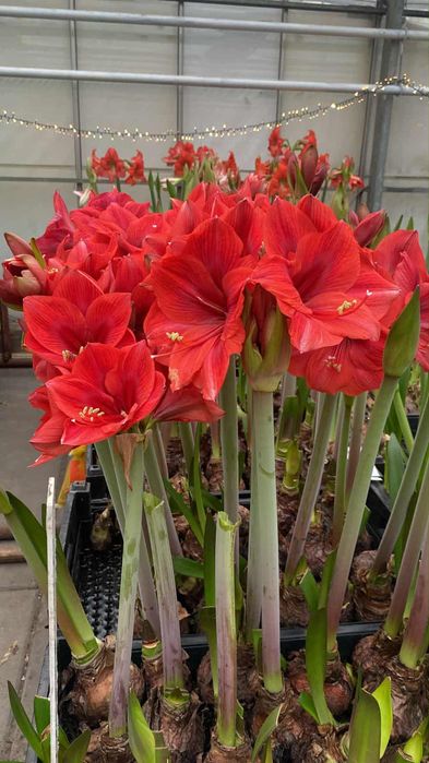 Amarylis cebula zapraszam