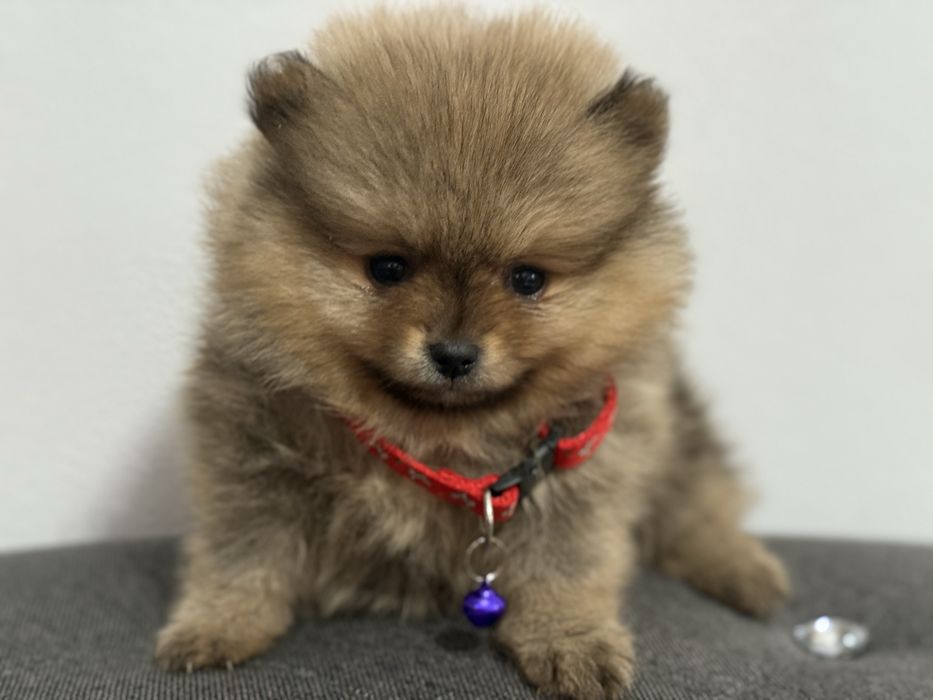 Śliczny Szczeniak Szczeniaczek Szpic Miniaturowy