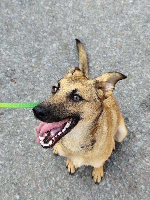 Цуценята в добрі руки.