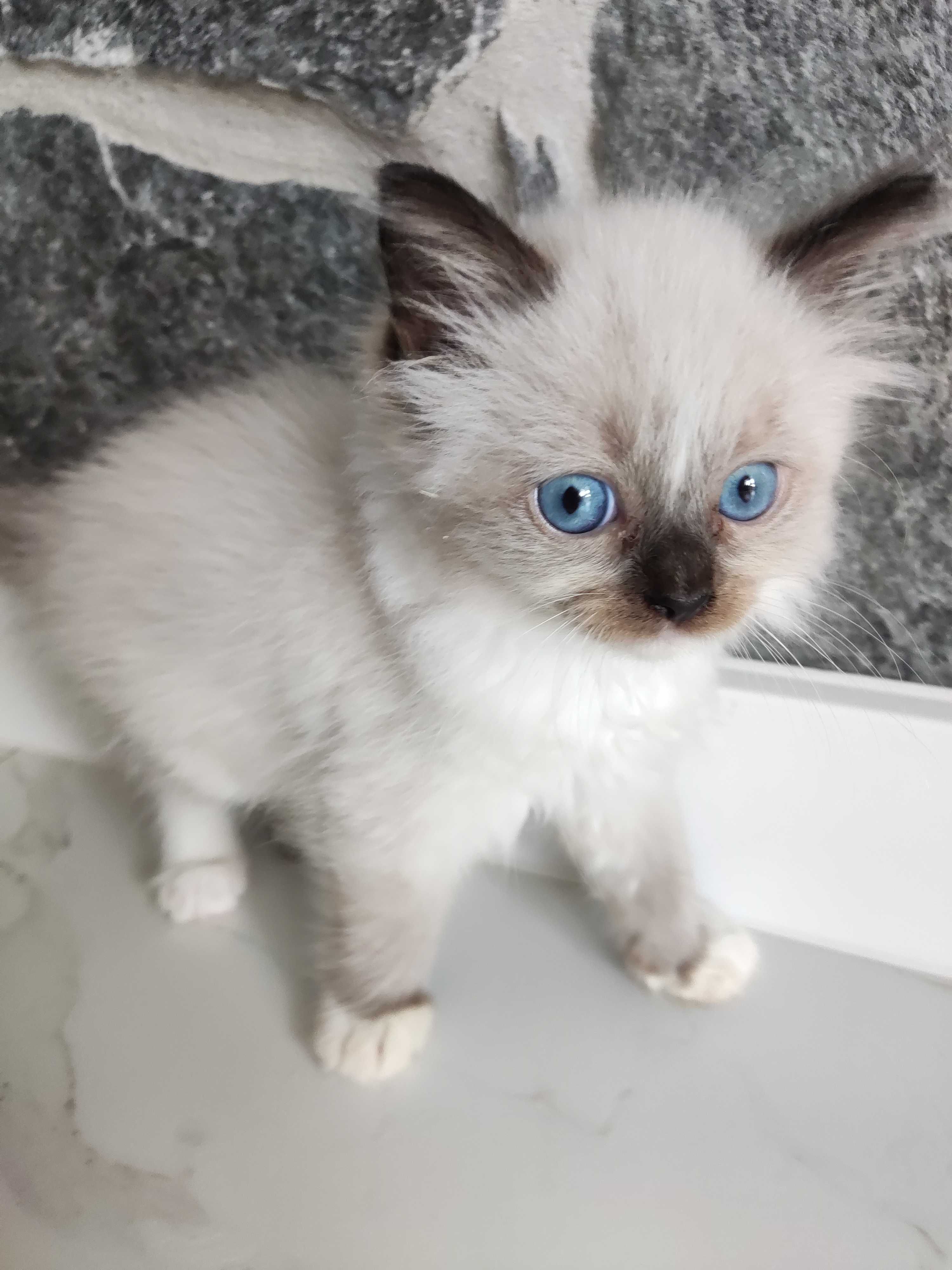 Ragdoll Kot kotka