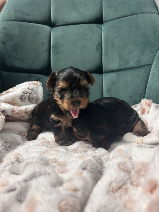 York Yorkshire terrier