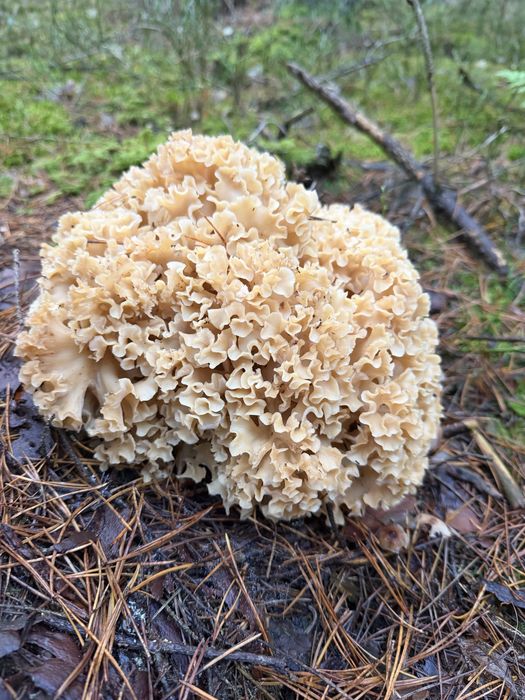 Siedziuń kozia broda