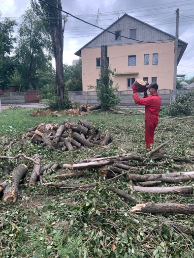 Спил дерева, обрезка дерева, удаление дерева.