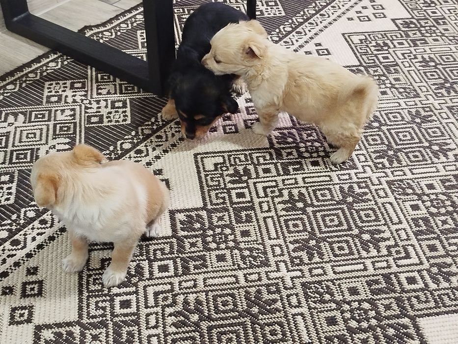 Песик маленької породи