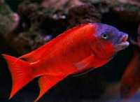 Rybki Petrochromis Red bulu point ,, Tanganika Koło ''