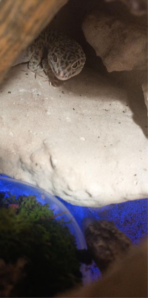 Gekon z terarium