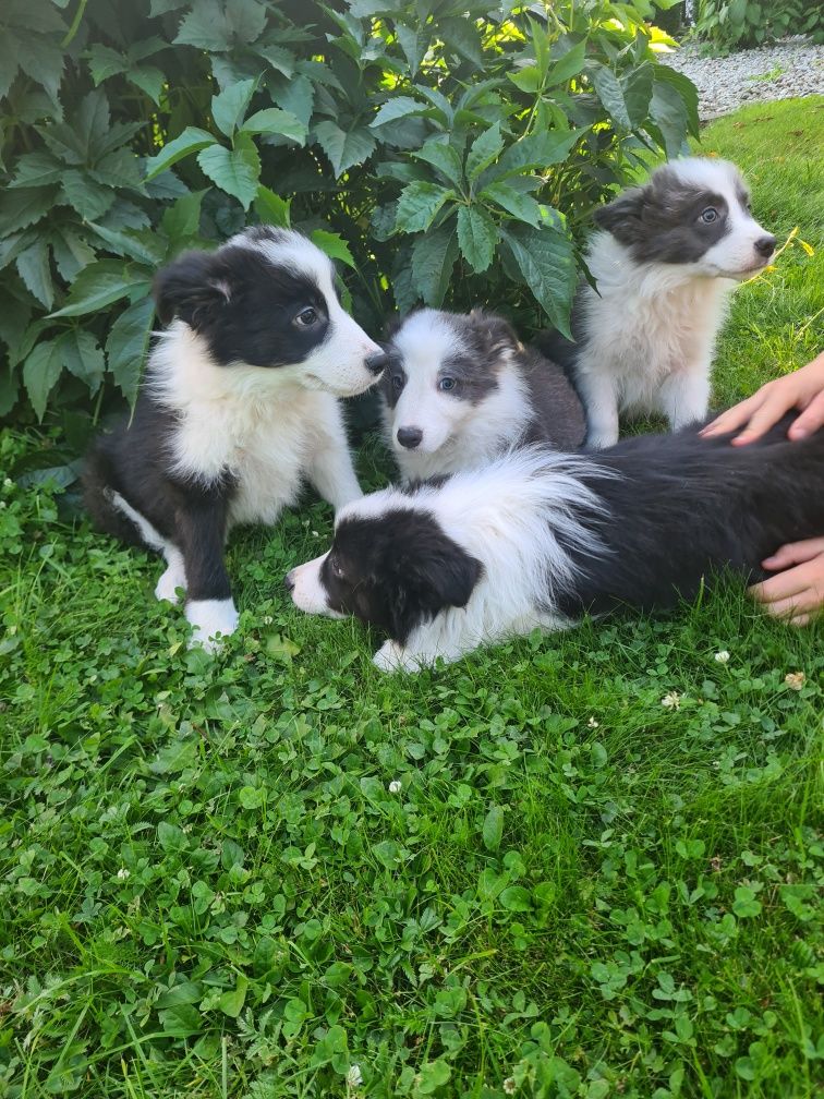 Border collie BLUE