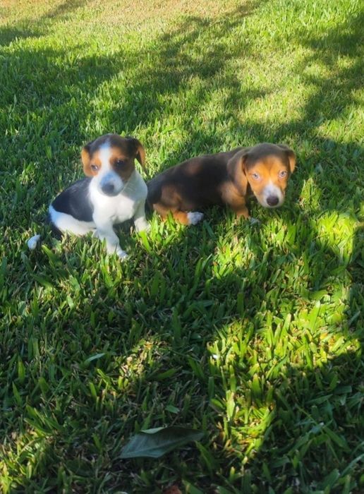 Travessos para adoção Beagle x Jack Russell