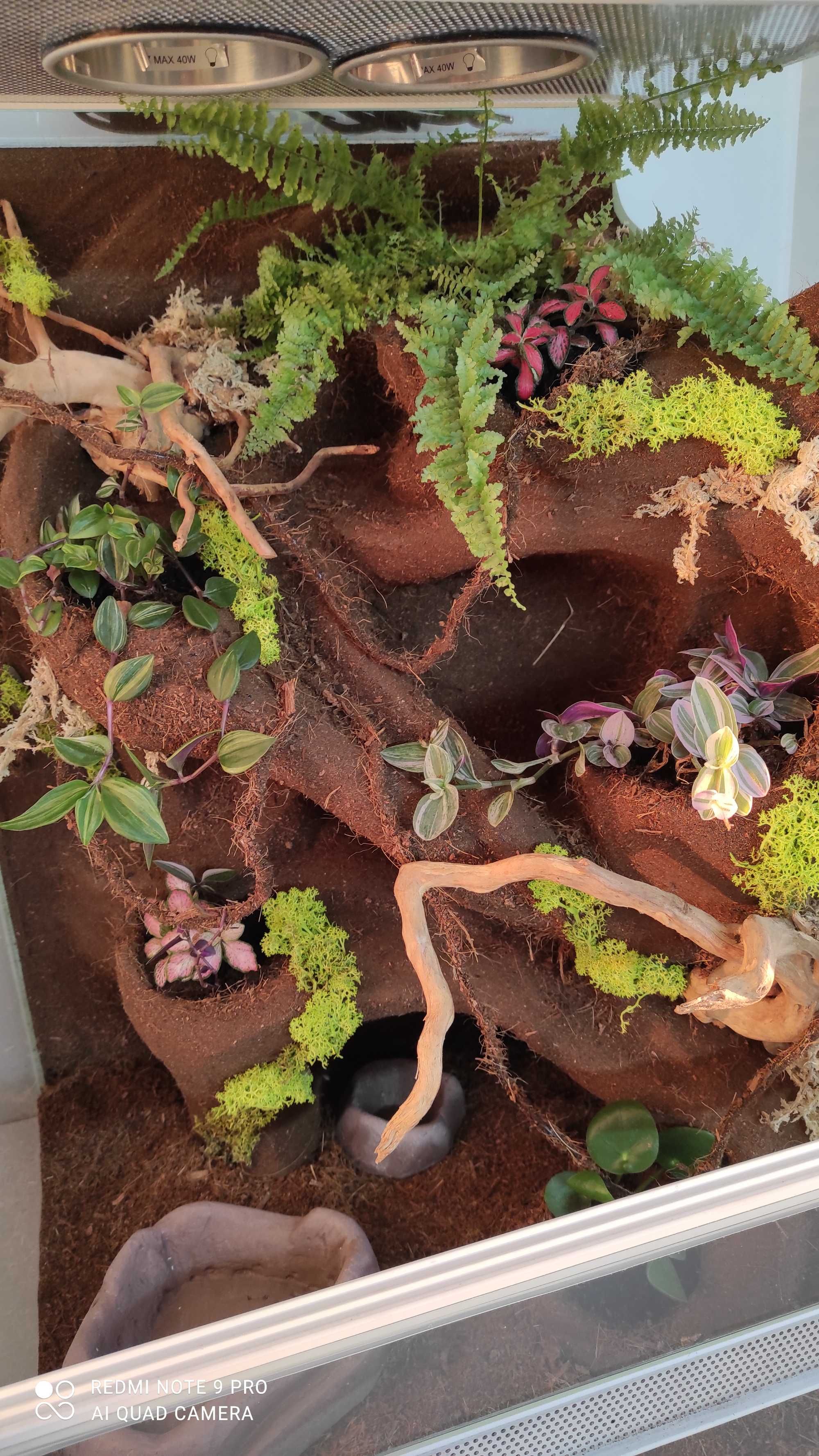 Terrarium z roślinami i korzeniami dla gekona, TW01RG, AquaWaves