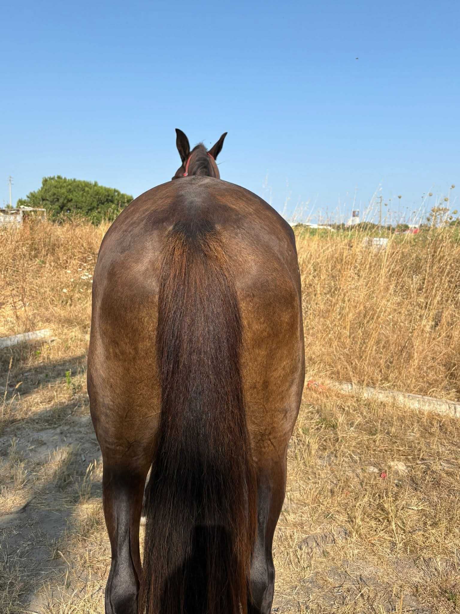 Vendo ou troco égua muito mansa