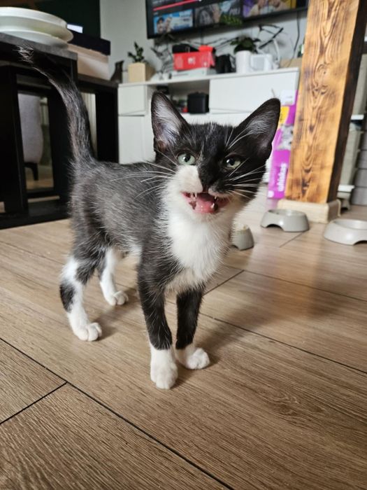 Rumi poleca się do adopcji