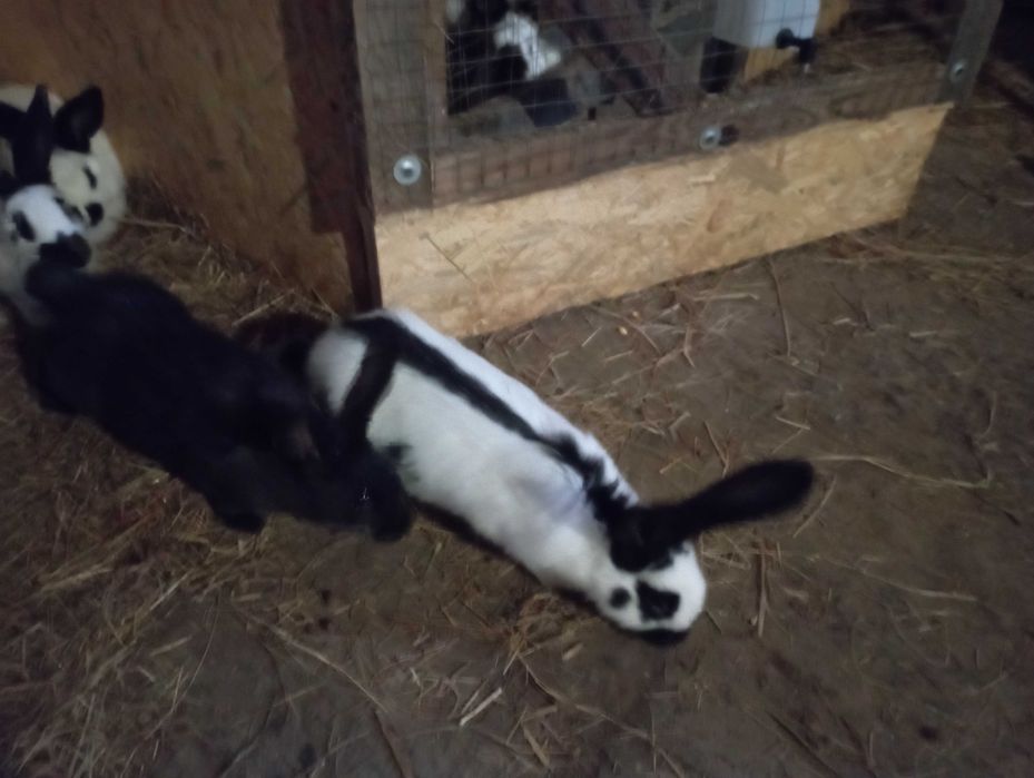 Olbrzym Srokacz Czarny i Nibieski