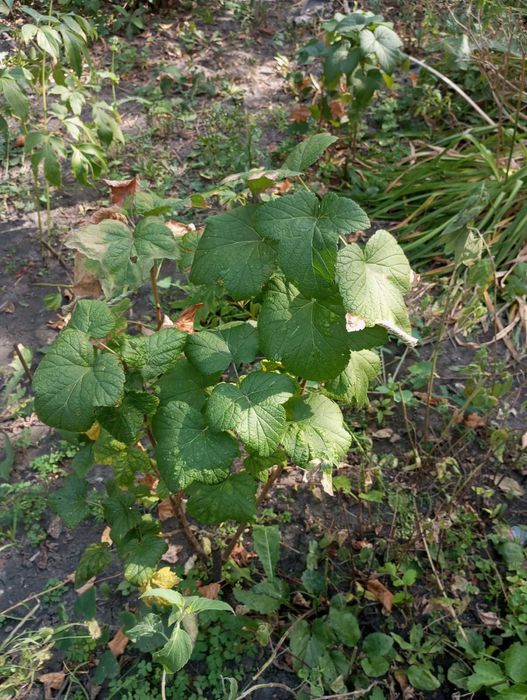 Продам саженцы черной смородины, вишни,сливы