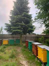 Nowe ule z pszczołami