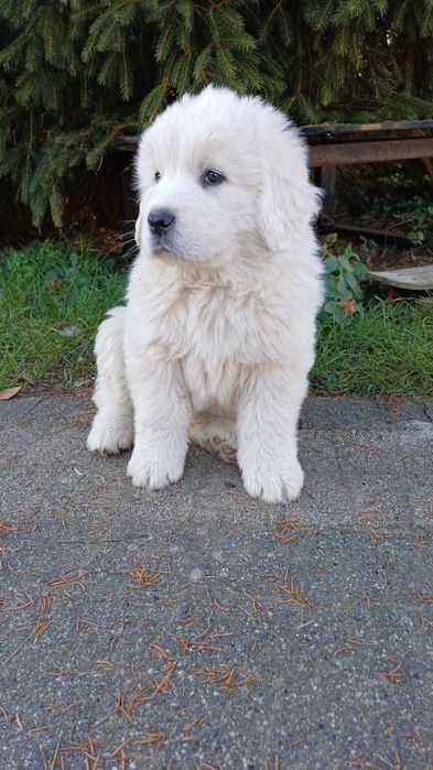 Owczarek podhalański suczkagotowy do odbioru