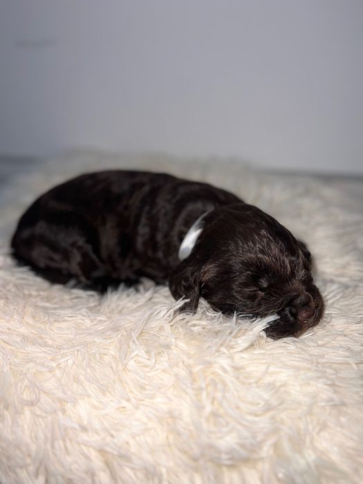 Szczenię WACHTELLHUND (Płochacz Niemiecki )
