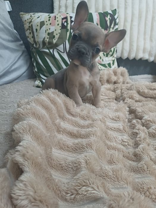 Buldog francuski szczeniak