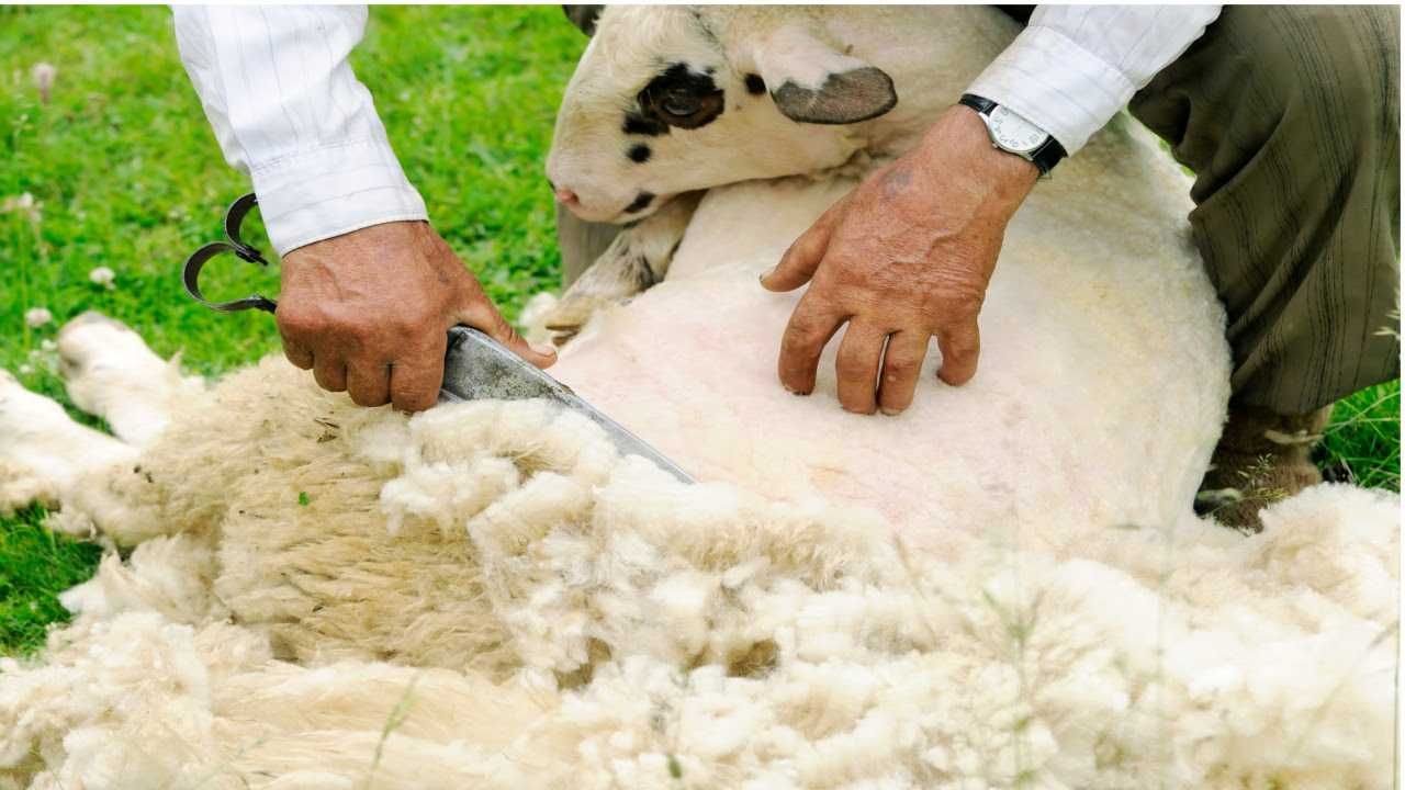 Lã de ovelha merina - Baixo Alentejo (natural)