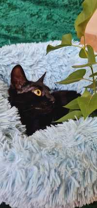 Котенок чёрная кошечка чорна
