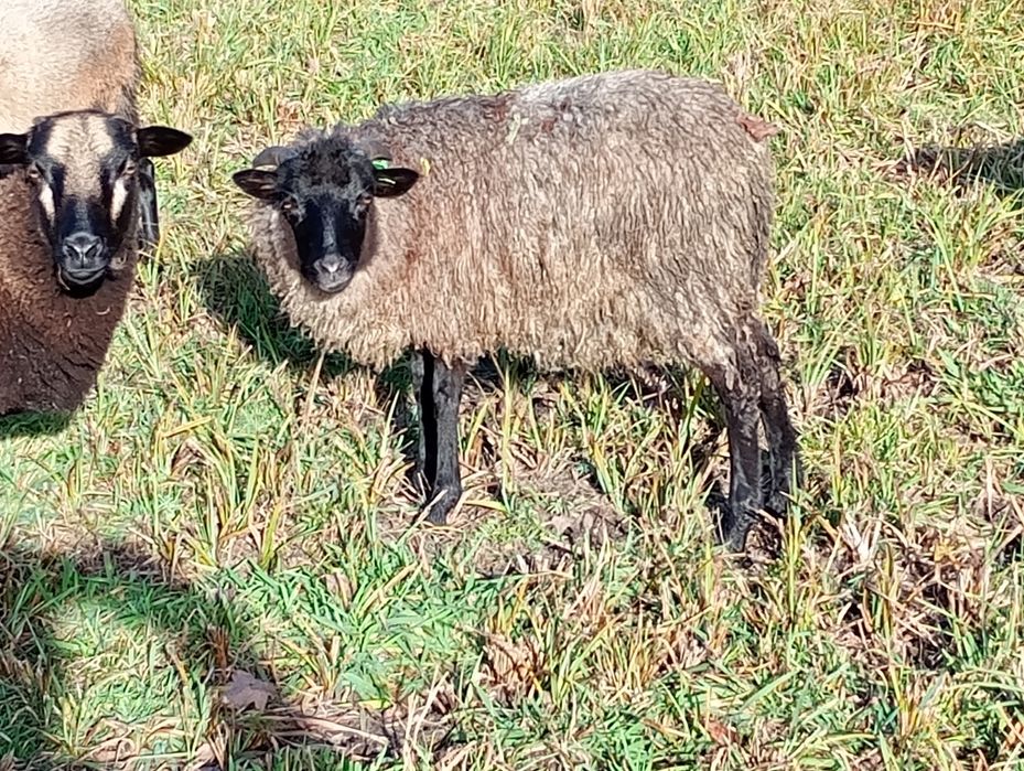 Baranki wrzosówki młode