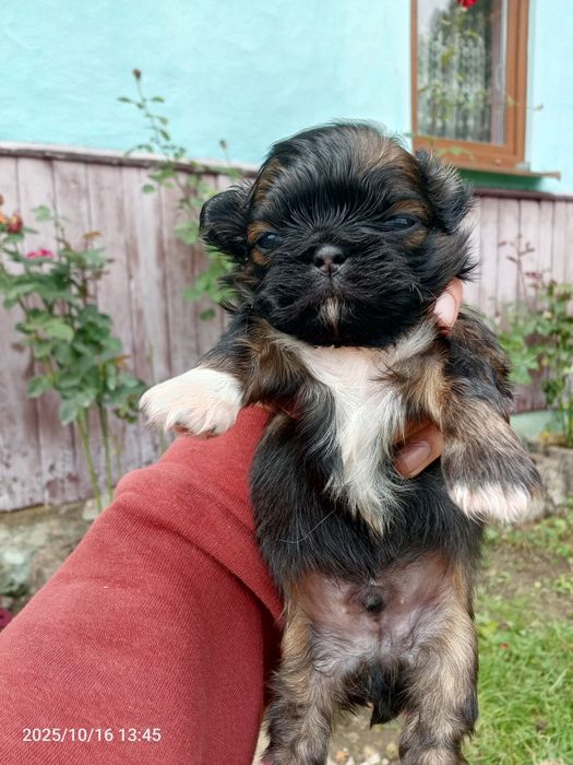 Маленькі клубочки шукають люблячих батьків