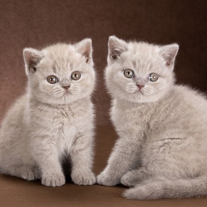 Кошенята рожеві британці