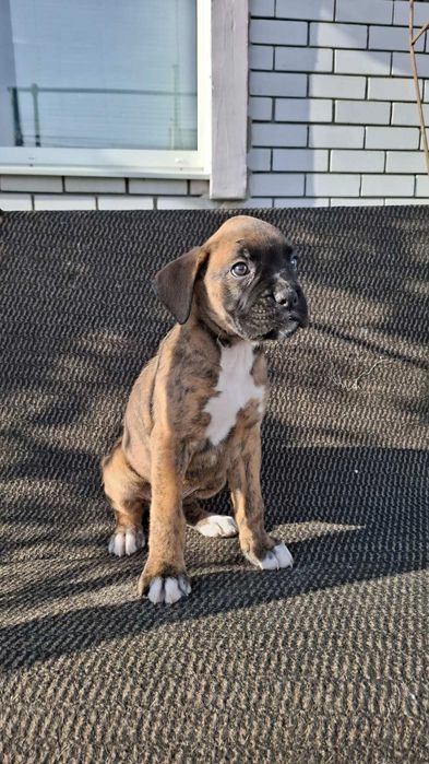 Щенки немецкого боксера