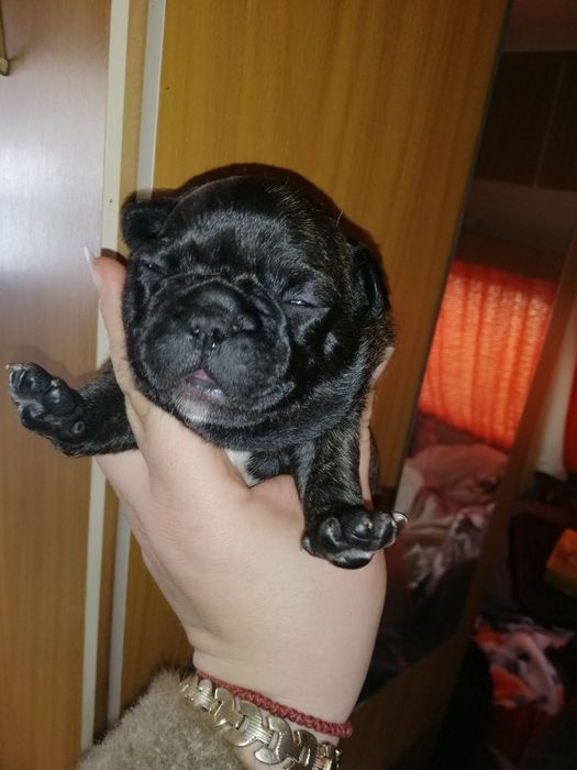 Французики хлопчики та дівчатка є доставка по всій Україні