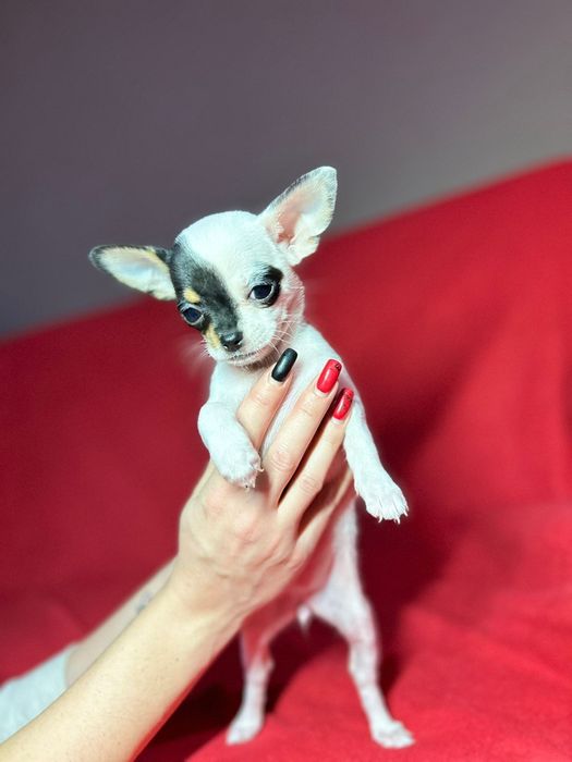 Szczeniak chichuachua z rodowodem