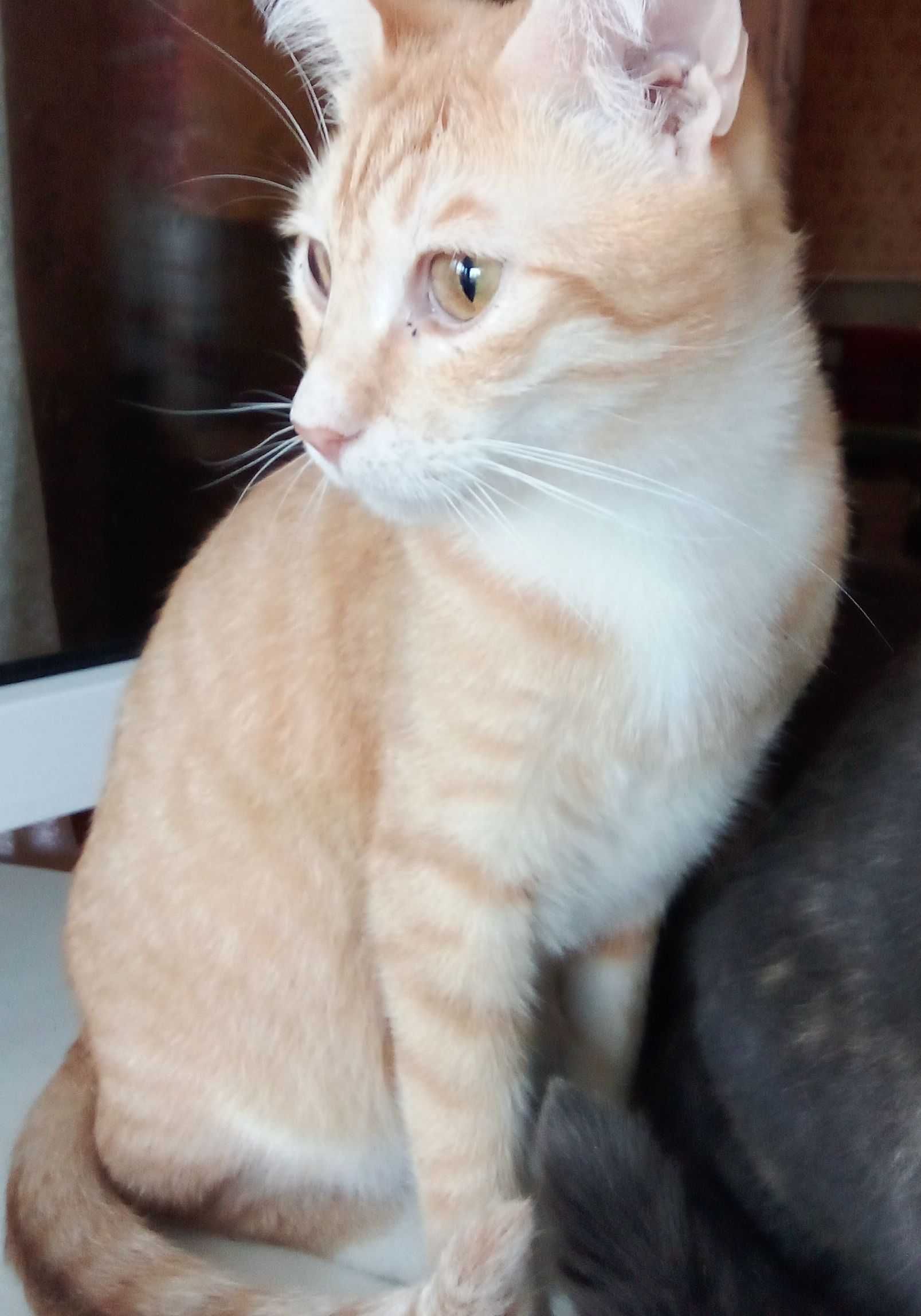 Сонячний котик,2 роки