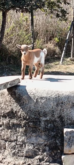 Cabras anãs - macho